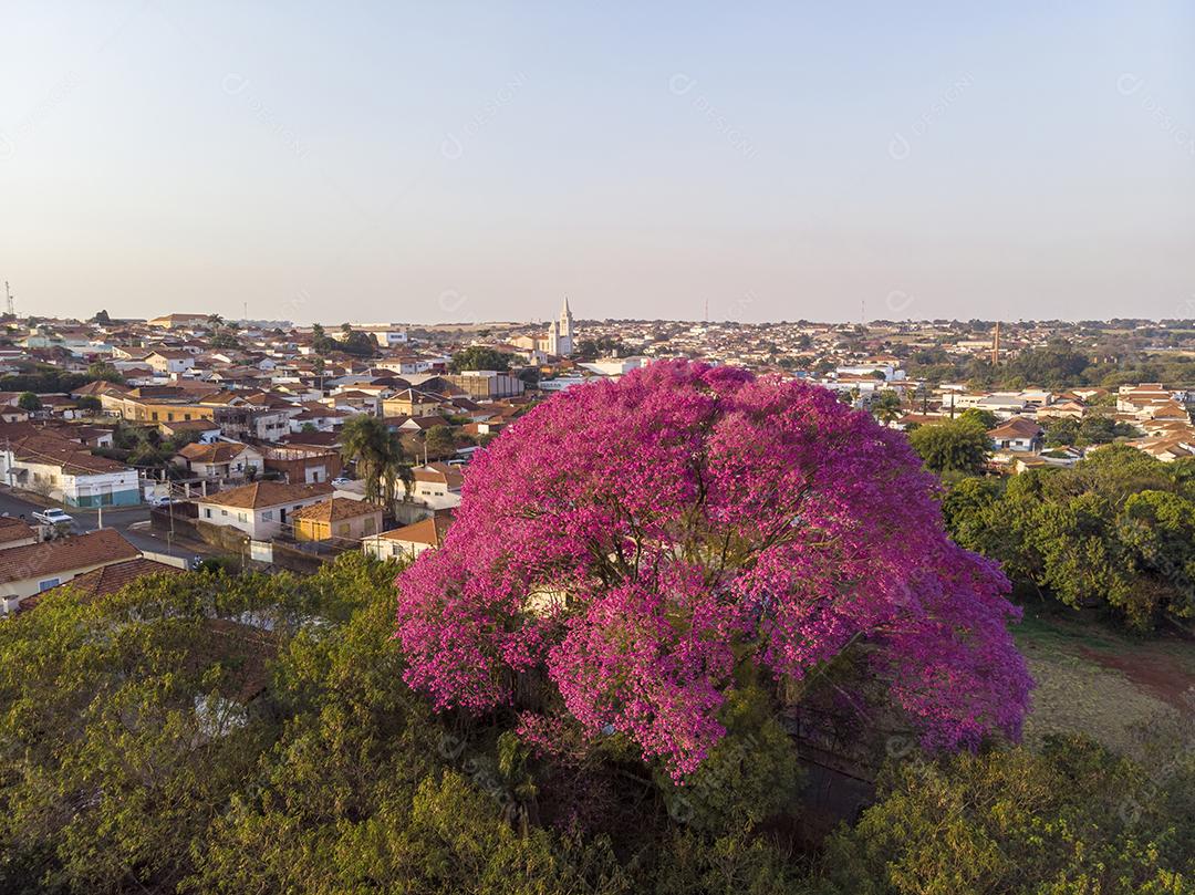 Ipê Roxo Arvores Planta Vista Aerea Imagem JPG
