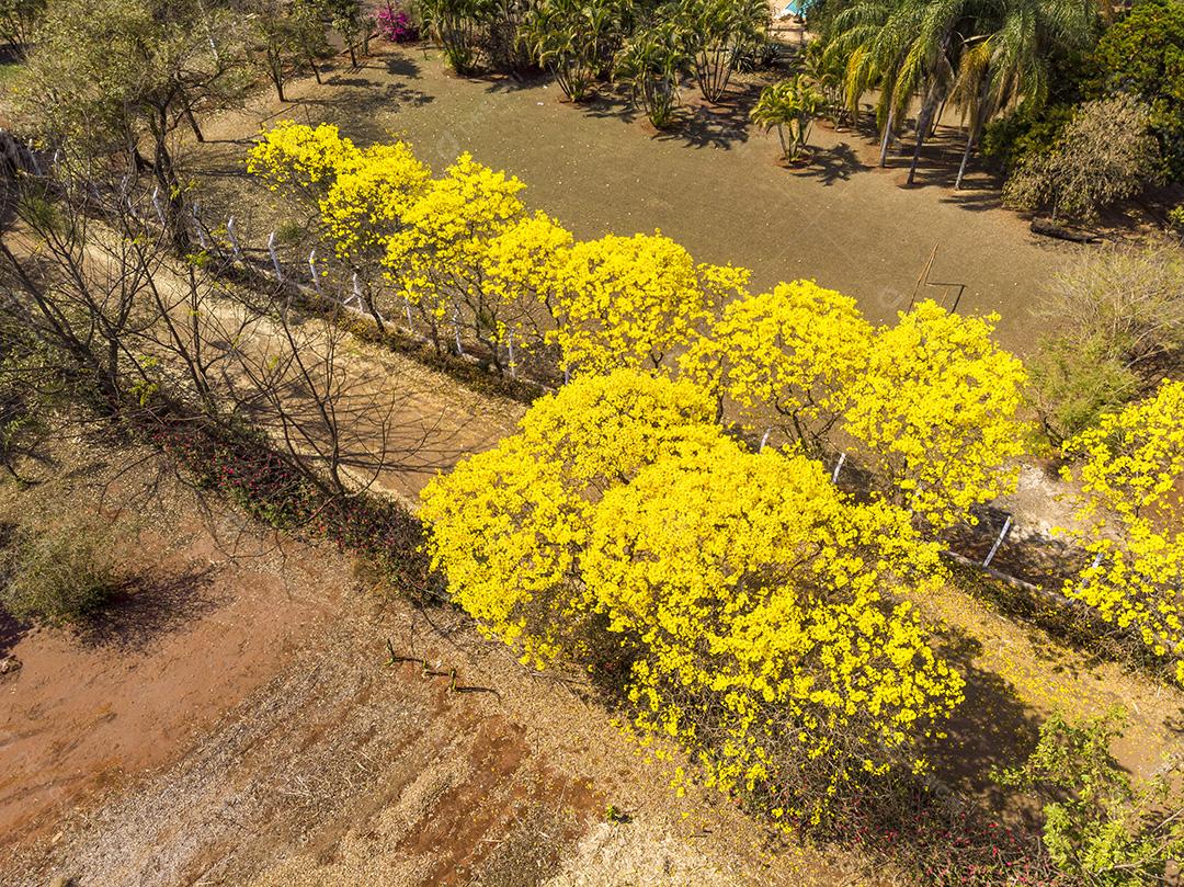 Ipê amarelo arvore estrada deserta Imagem JPG