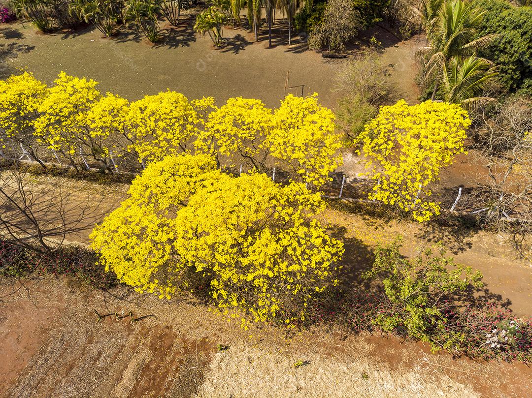 Ipê amarelo arvore estrada deserta Imagem JPG