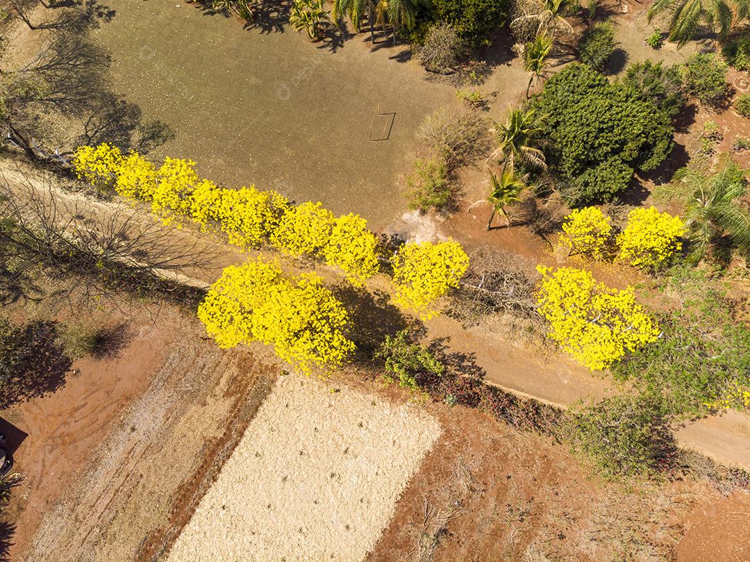 Ipê amarelo arvore estrada deserta Imagem JPG
