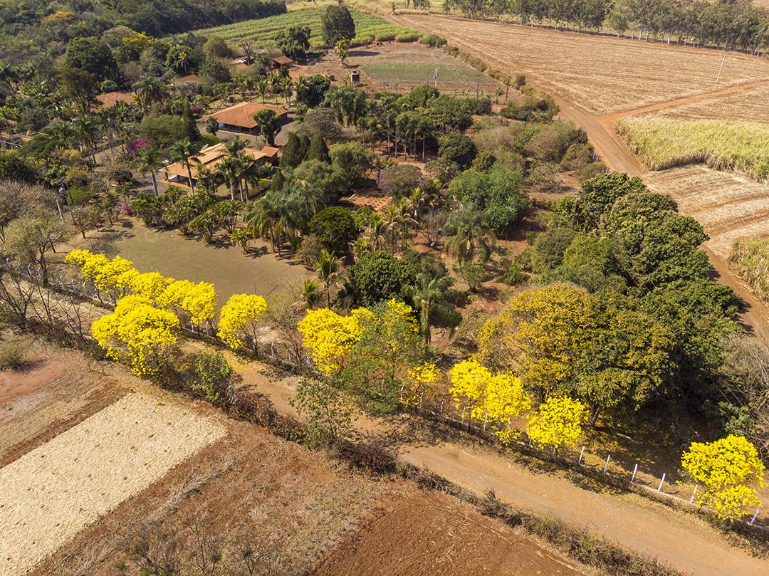 Ipê amarelo arvore estrada deserta Imagem JPG