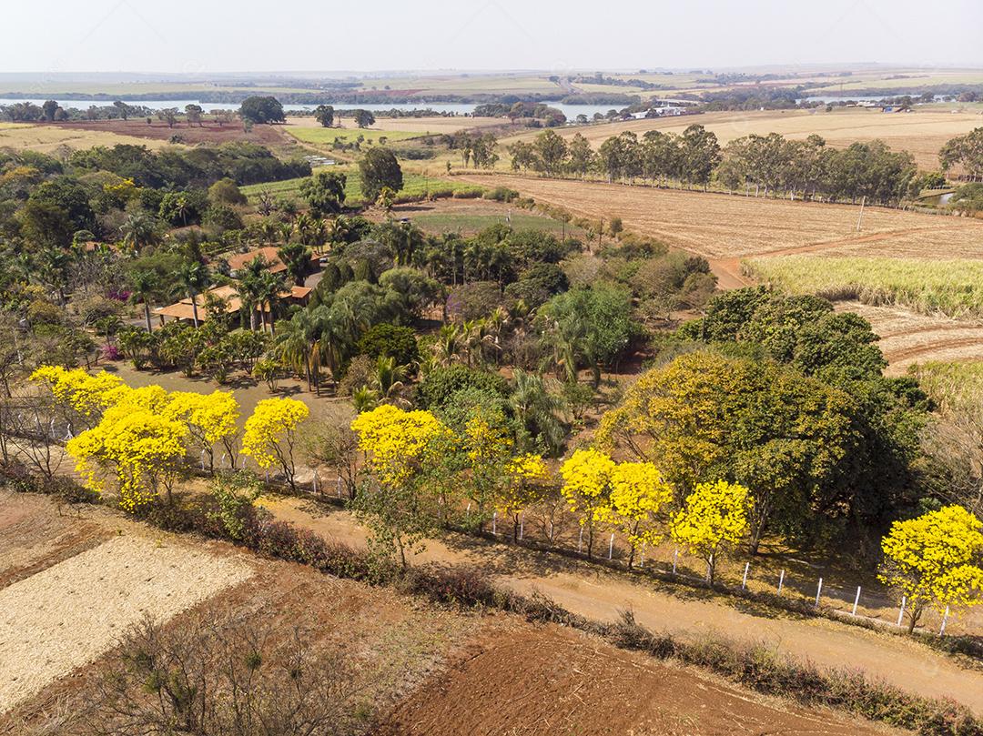 Ipê amarelo arvore estrada deserta Imagem JPG