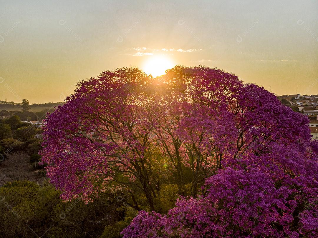 Ipê Roxo Arvores Planta Vista Aerea Imagem JPG