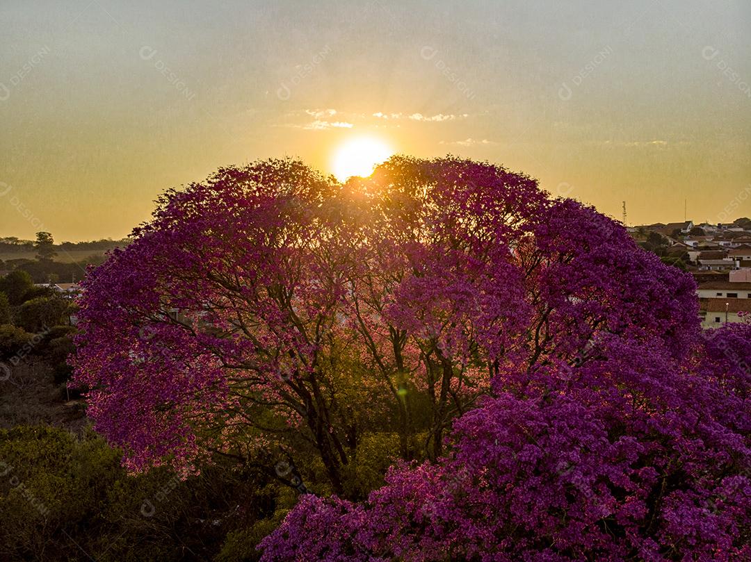 Ipê Roxo Arvores Planta Vista Aerea Imagem JPG