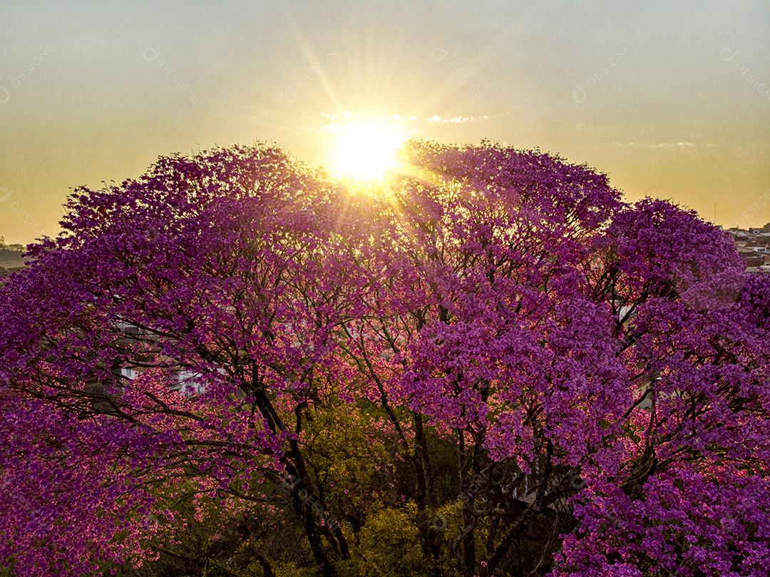 Ipê Roxo Arvores Planta Vista Aerea Imagem JPG