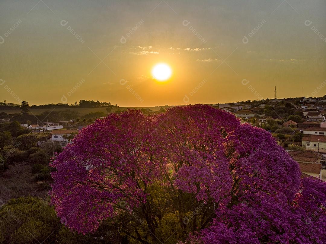 Ipê Roxo Arvores Planta Vista Aerea Imagem JPG