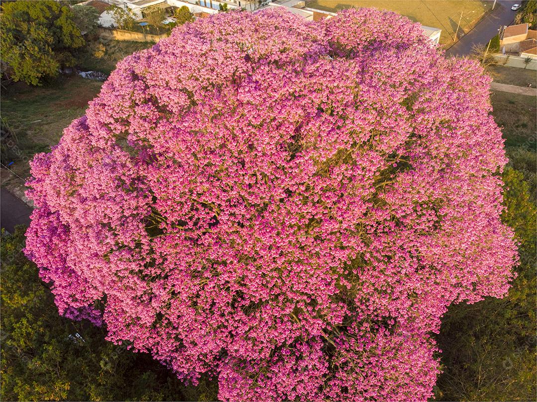 Ipê rosa planta arvore Imagem JPG