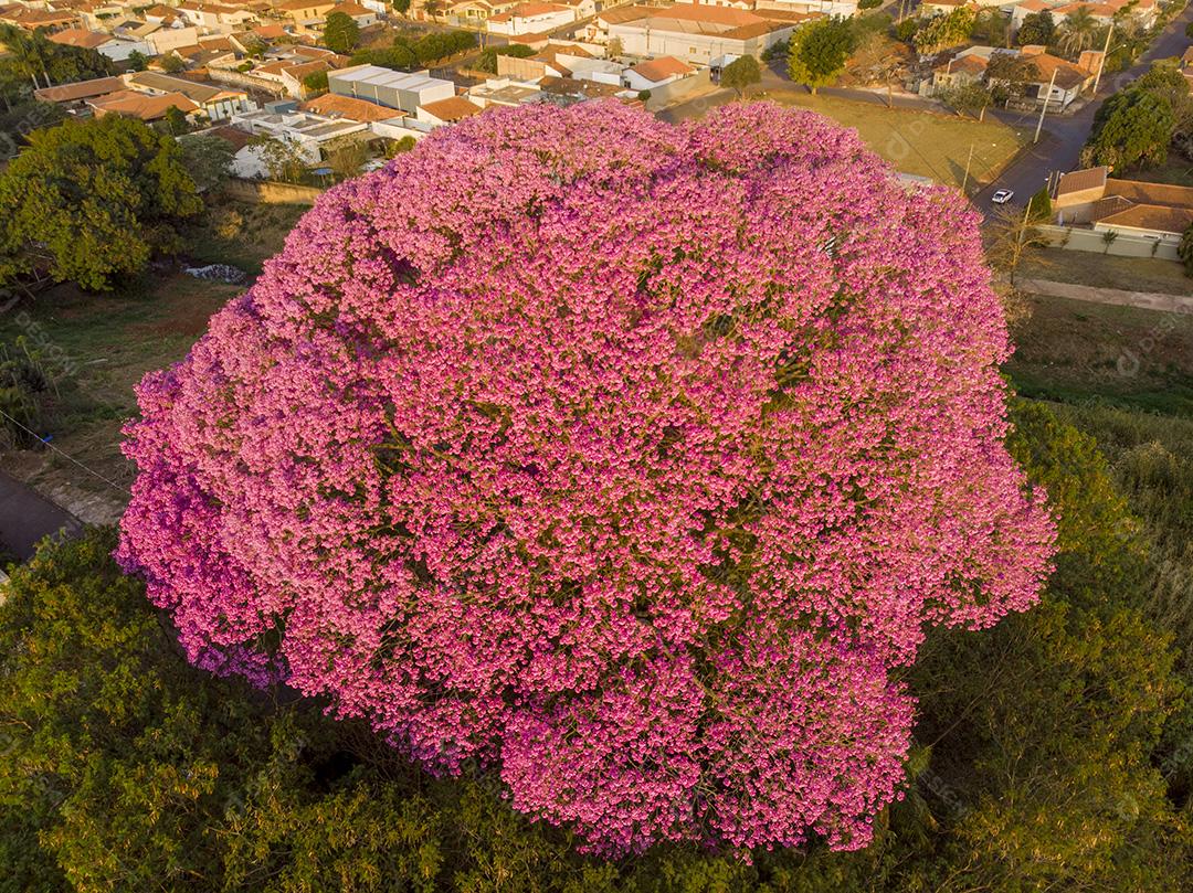 Ipê rosa planta arvore Imagem JPG