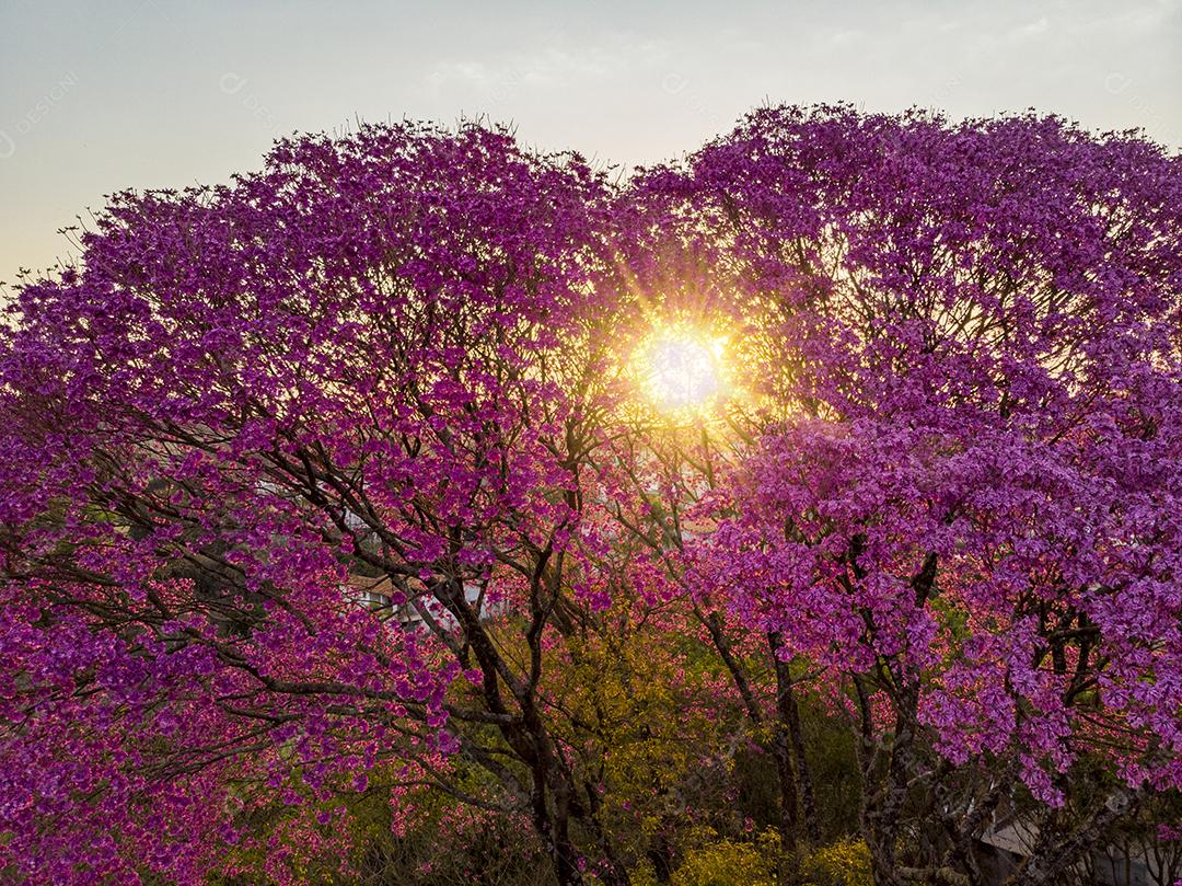 Ipê Roxo Arvores Planta Vista Aerea Imagem JPG