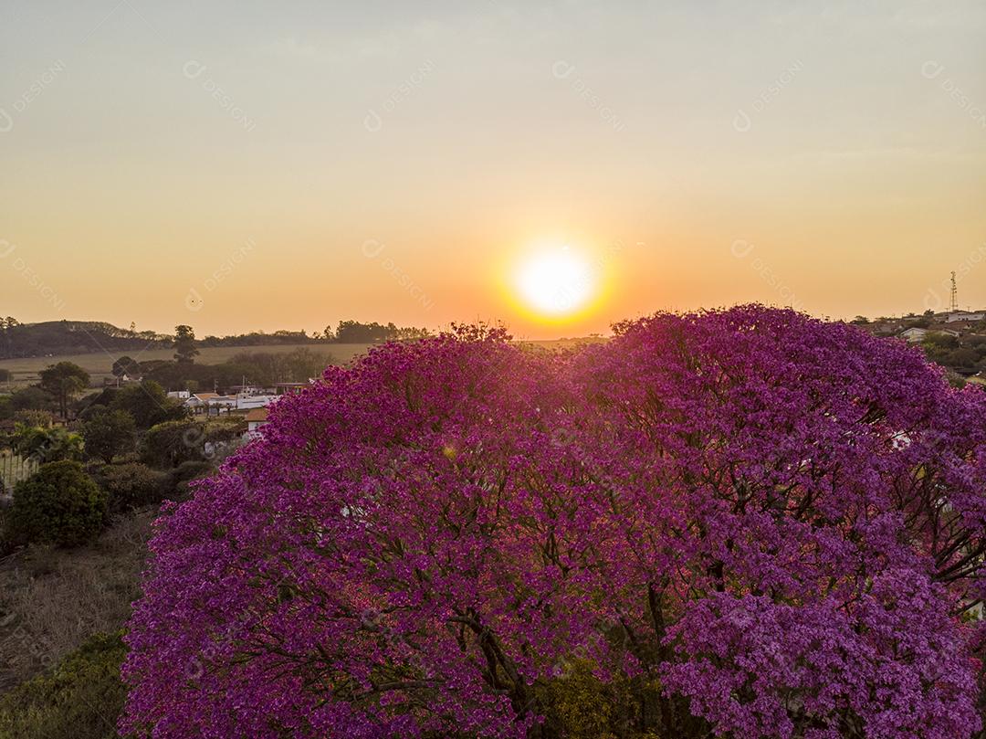 Ipê Roxo Arvores Planta Vista Aerea Imagem JPG