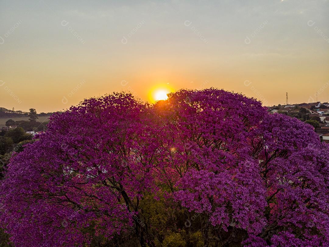 Ipê Roxo Arvores Planta Vista Aerea Imagem JPG
