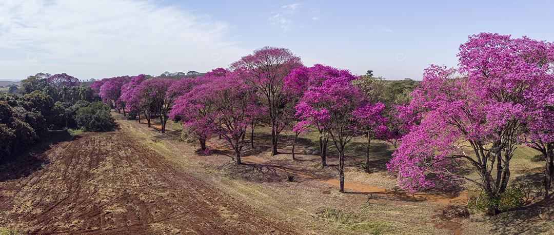 Ipê Roxo Arvores Planta Vista Aerea Imagem JPG