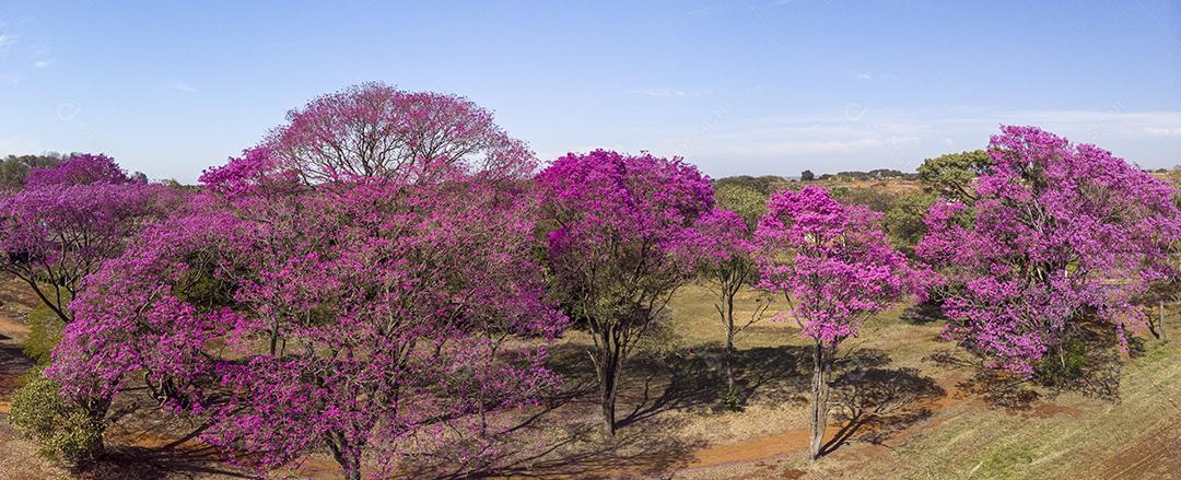 Ipê Roxo Arvores Planta Vista Aerea Imagem JPG