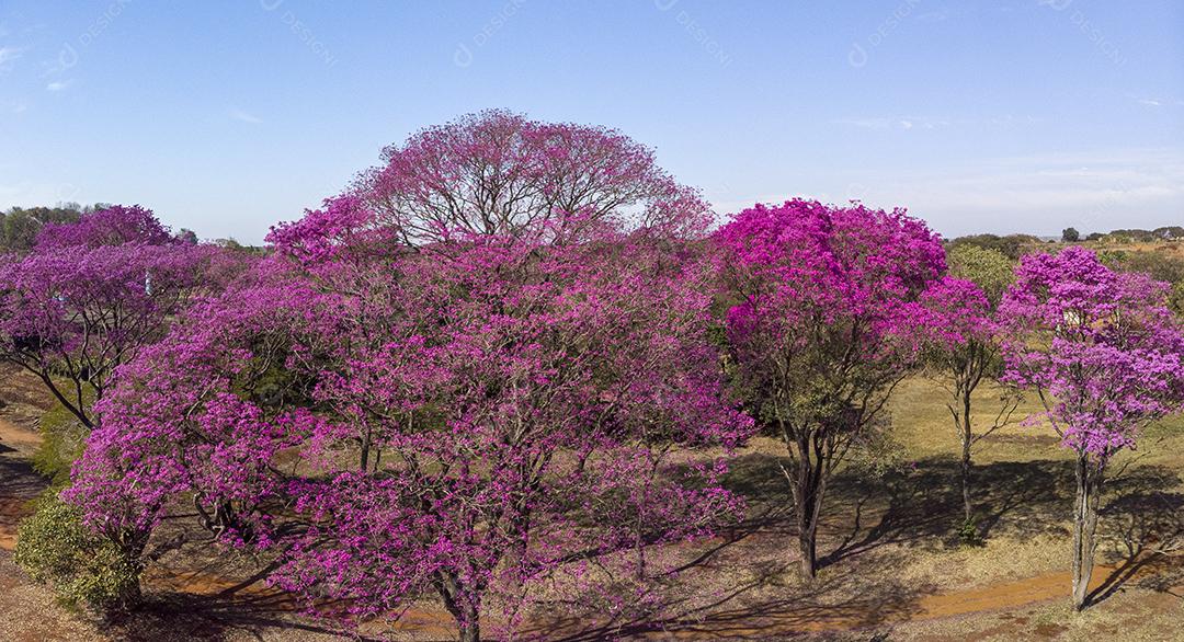 Ipê Roxo Arvores Planta Vista Aerea Imagem JPG