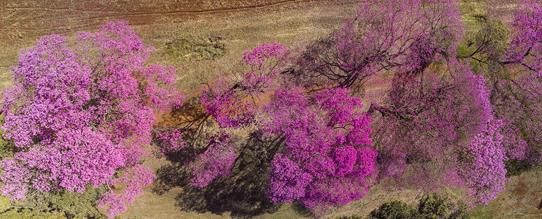 Ipê Roxo Arvores Planta Vista Aerea Imagem JPG