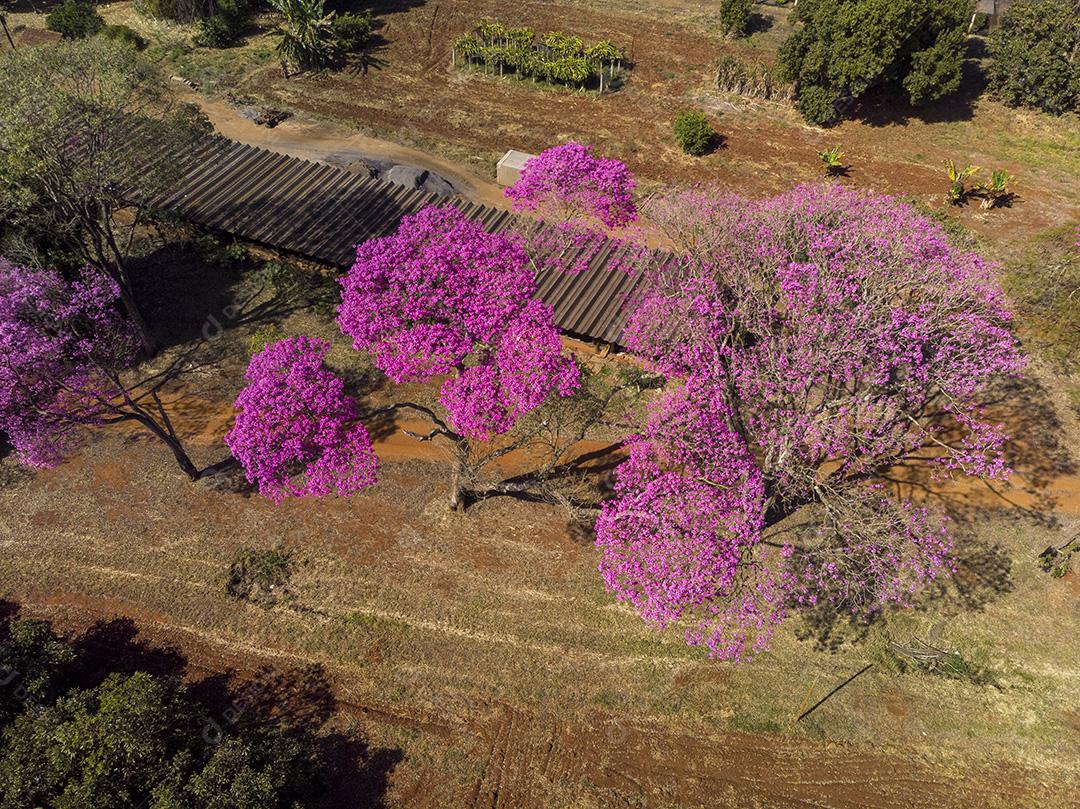 Ipê Roxo Arvores Planta Vista Aerea Imagem JPG