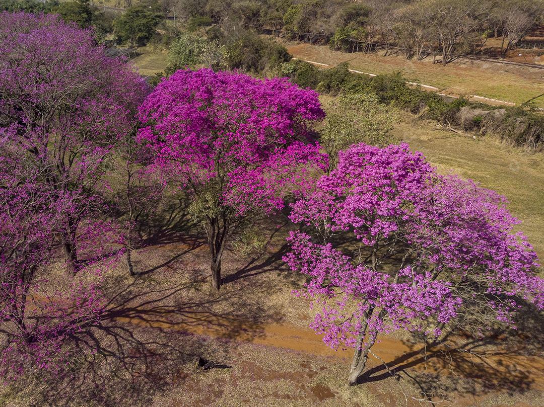Ipê Roxo Arvores Planta Vista Aerea Imagem JPG