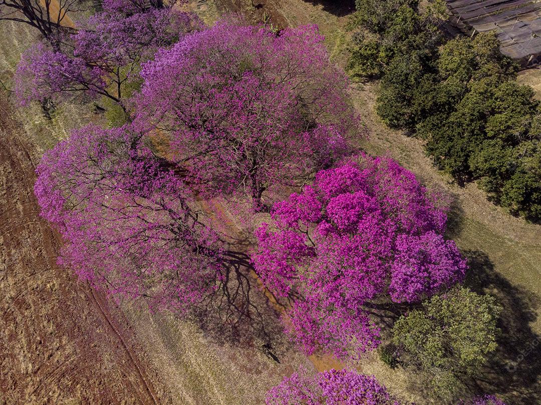 Ipê Roxo Arvores Planta Vista Aerea Imagem JPG