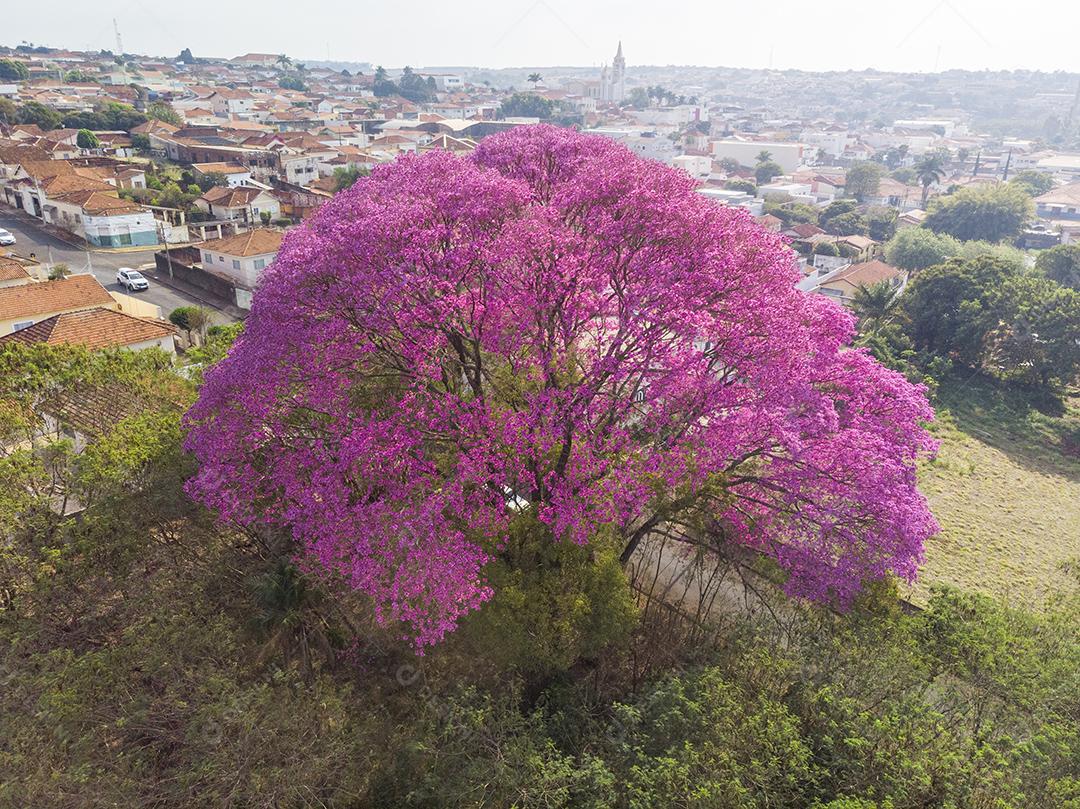 Ipê Roxo Arvores Planta Vista Aerea Imagem JPG