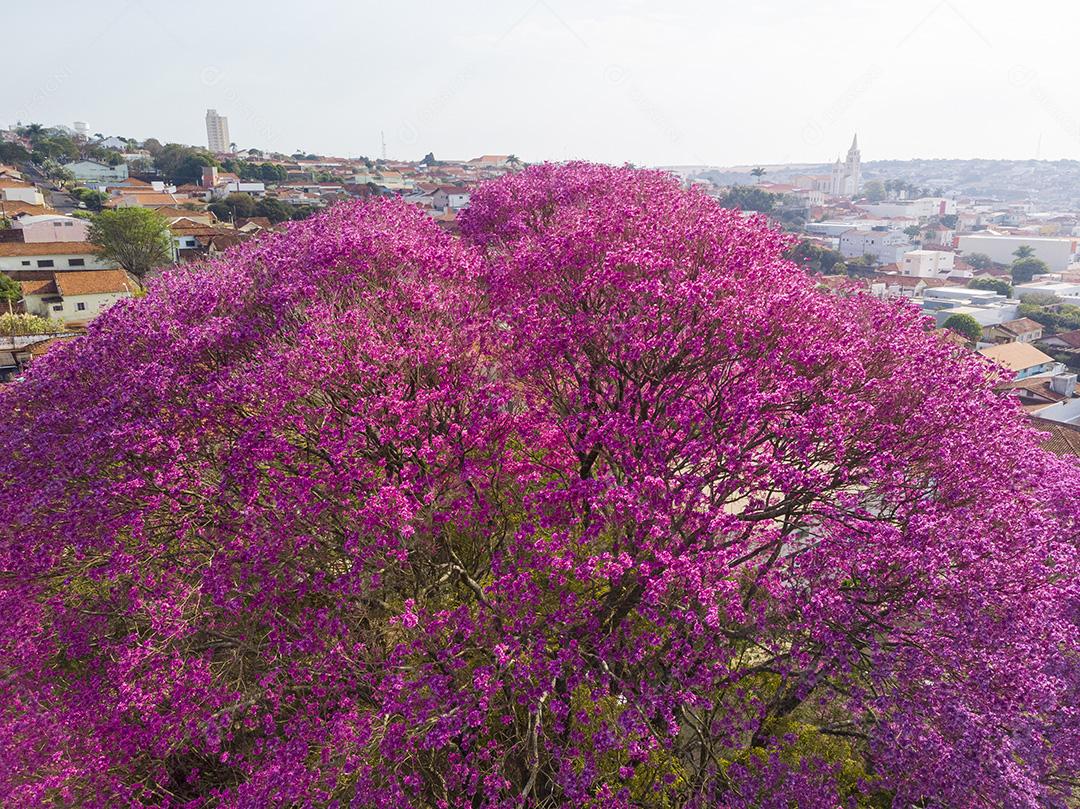 Ipê Roxo Trees Plant Aerial View Image JPG