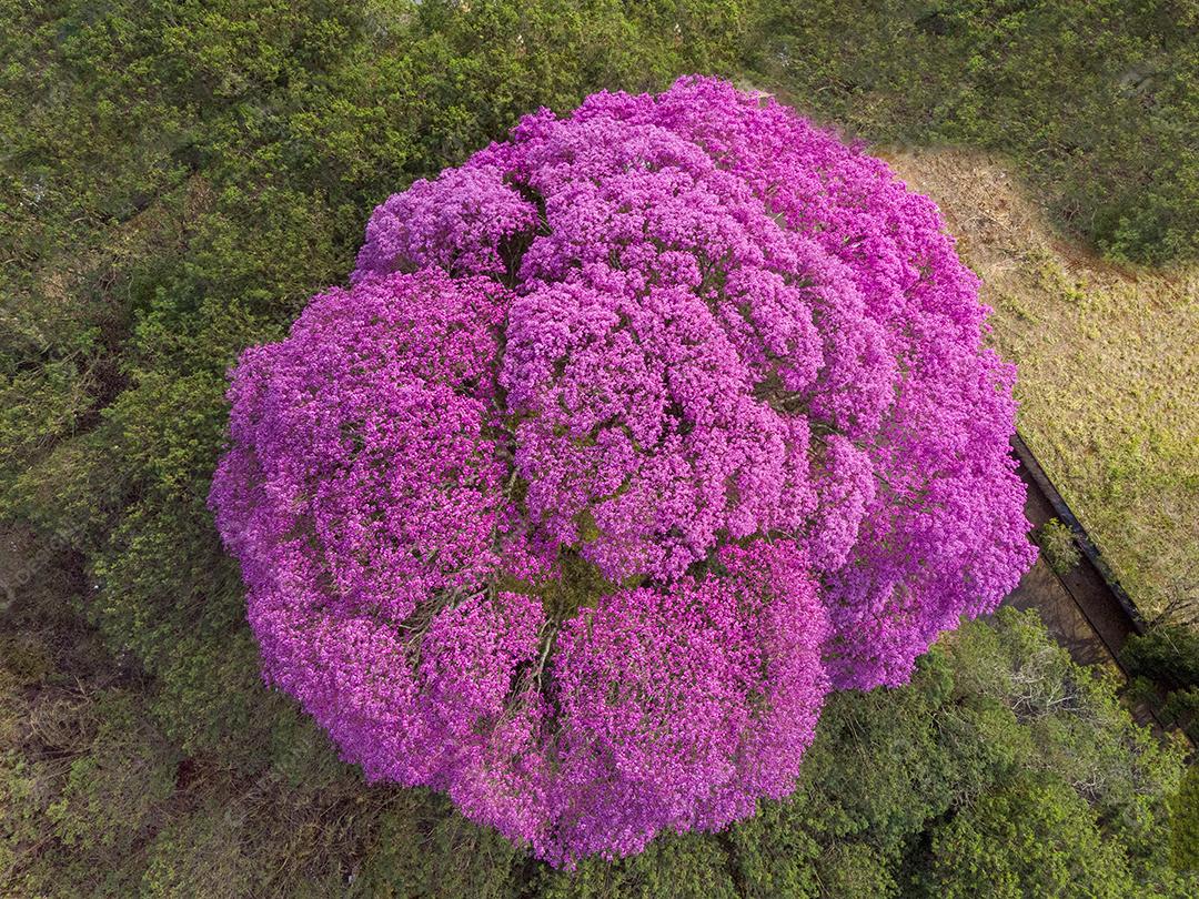 Ipê Roxo Arvores Planta Vista Aerea Imagem JPG