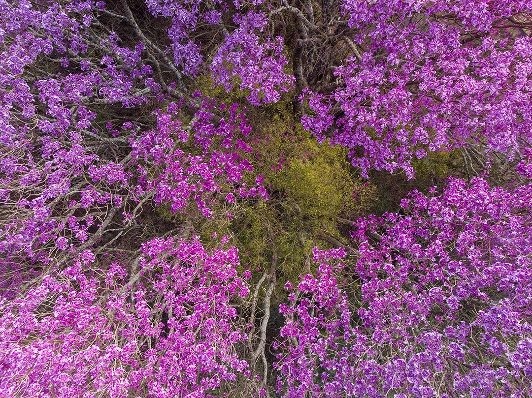 Ipê Roxo Arvores Planta Vista Aerea Imagem JPG