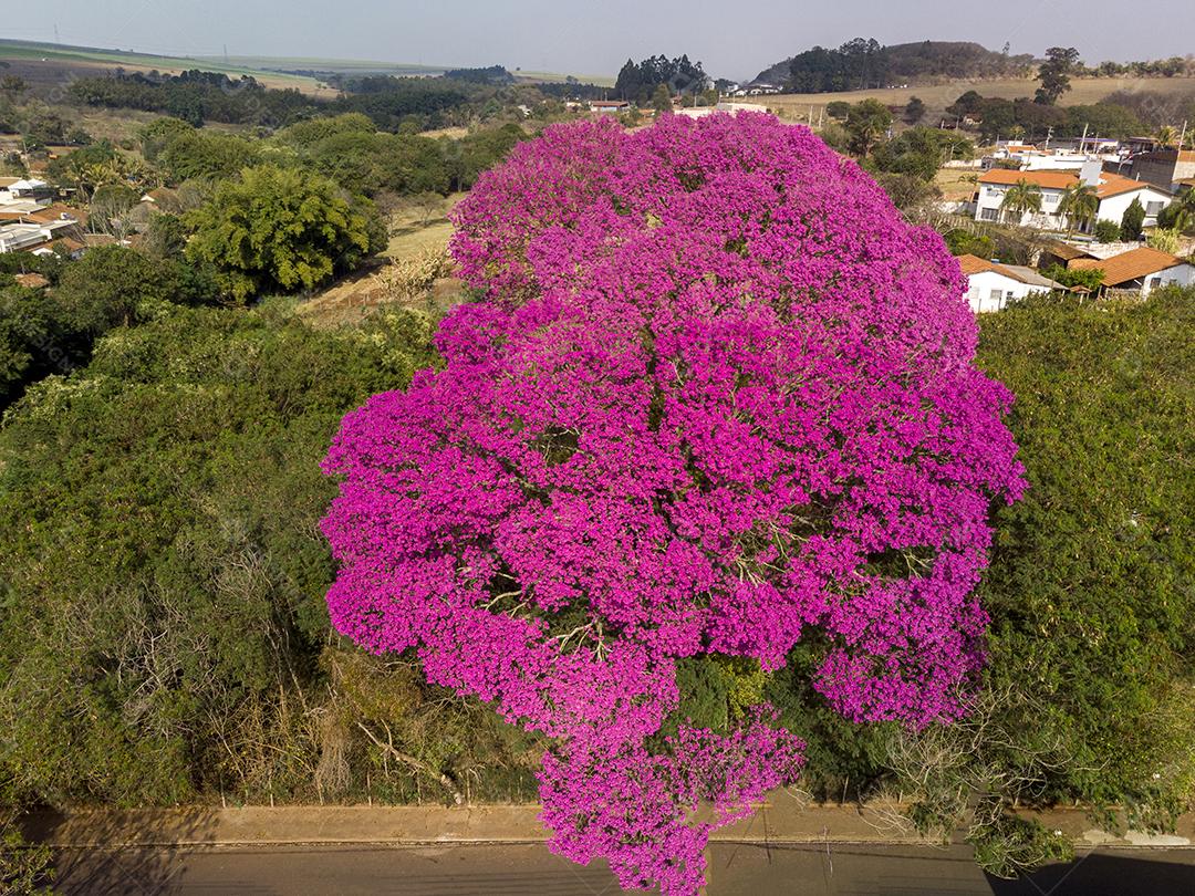 Ipê Roxo Arvores Planta Vista Aerea Imagem JPG