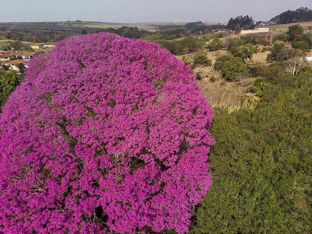Ipê Roxo Arvores Planta Vista Aerea Imagem JPG