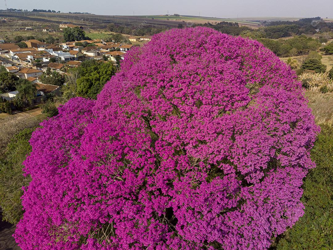 Ipê Roxo Arvores Planta Vista Aerea Imagem JPG