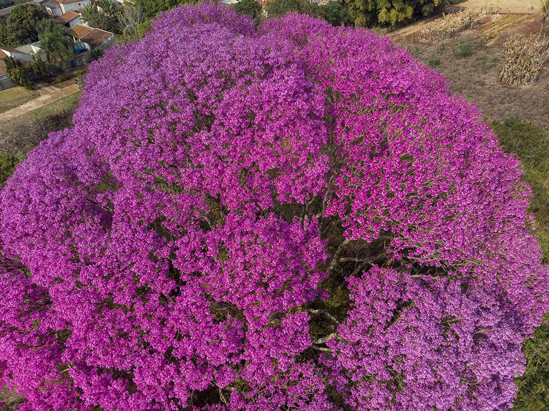 Ipê Roxo Arvores Planta Vista Aerea Imagem JPG