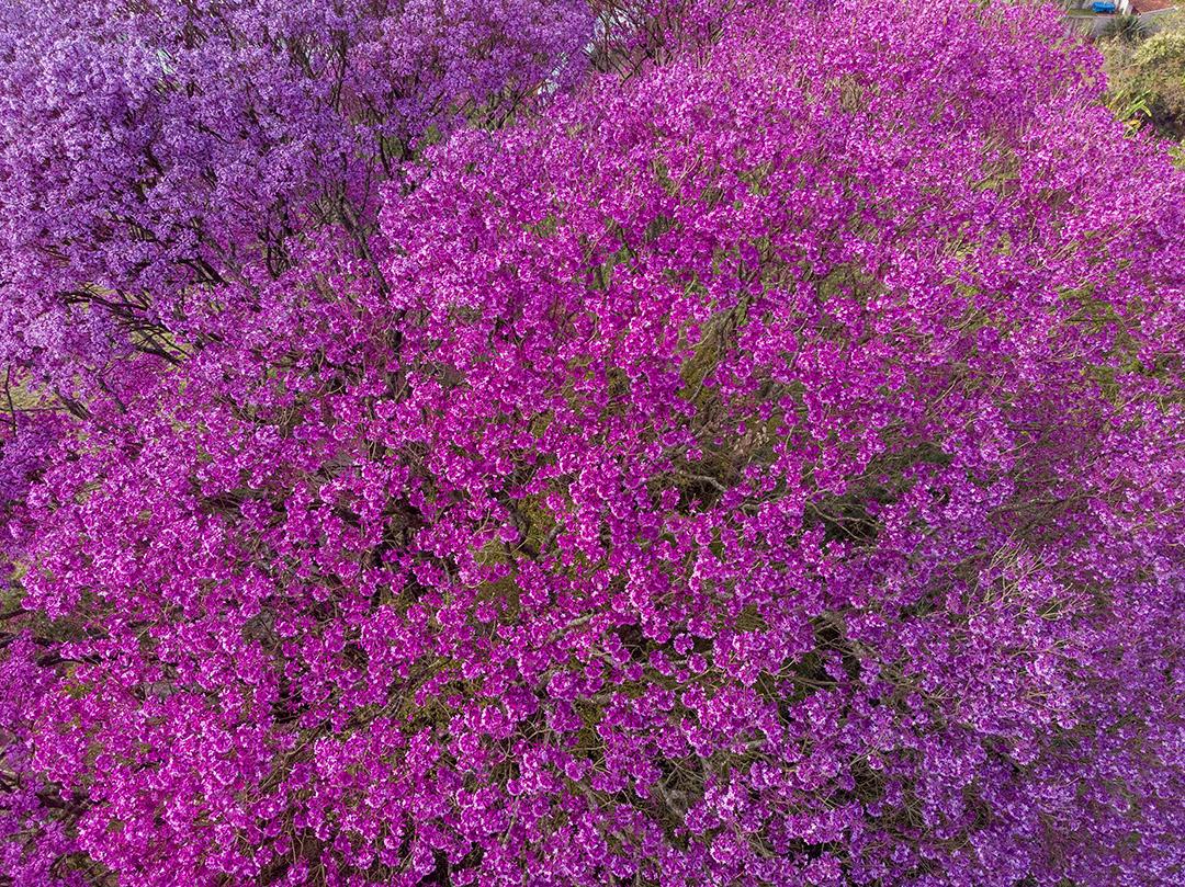 Ipê Roxo Arvores Planta Vista Aerea Imagem JPG