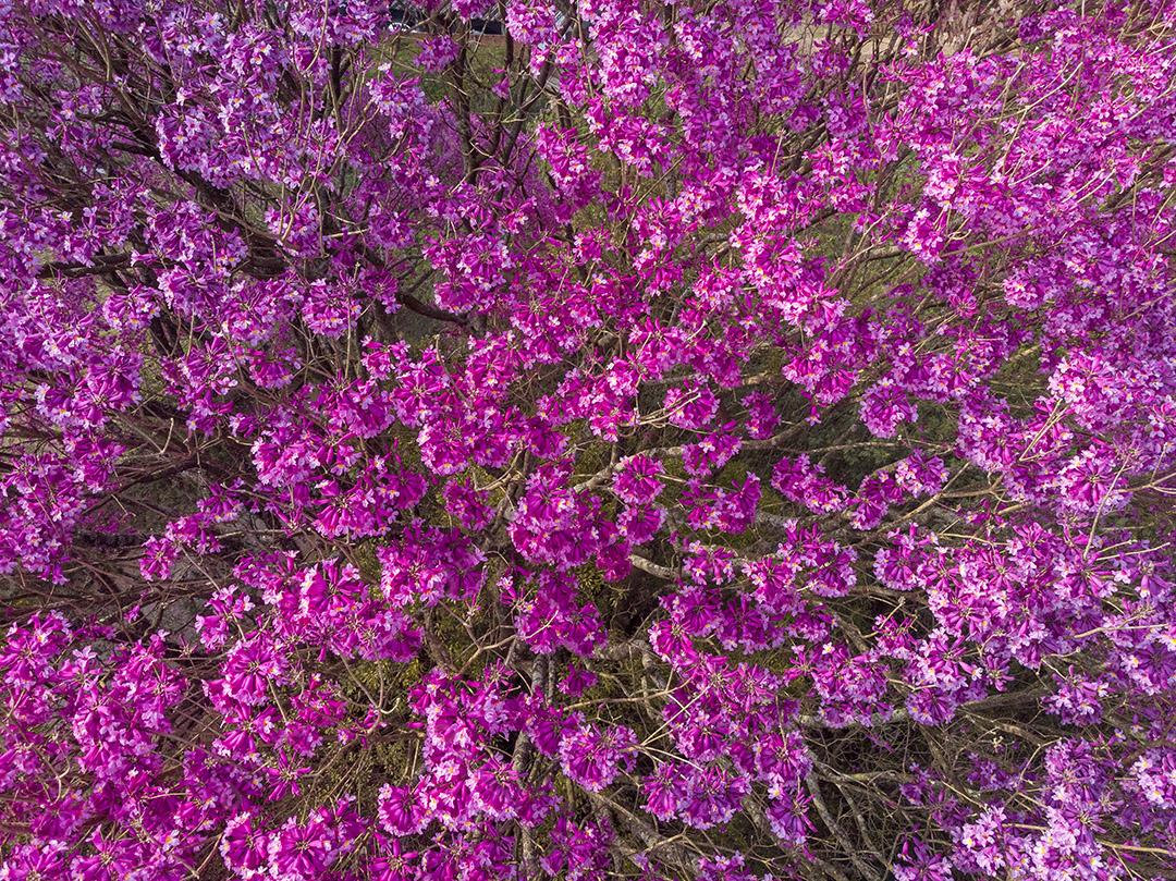 Ipê Roxo Arvores Planta Vista Aerea Imagem JPG