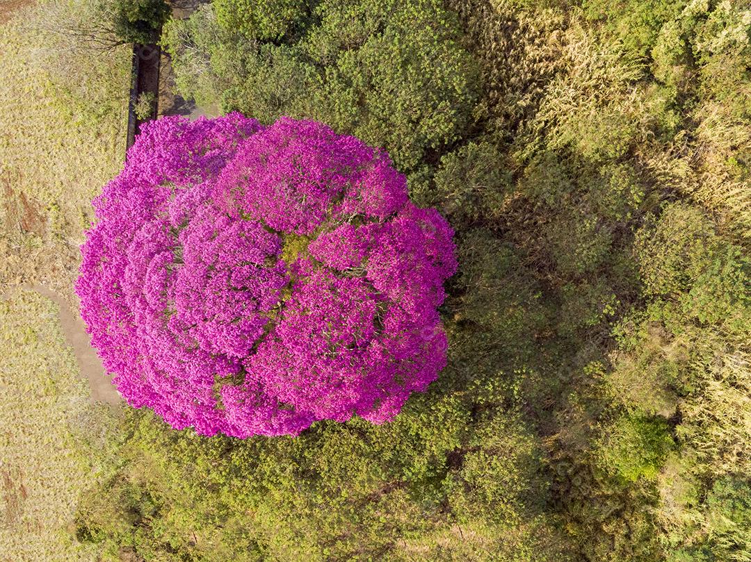 Ipê Roxo Arvores Planta Vista Aerea Imagem JPG