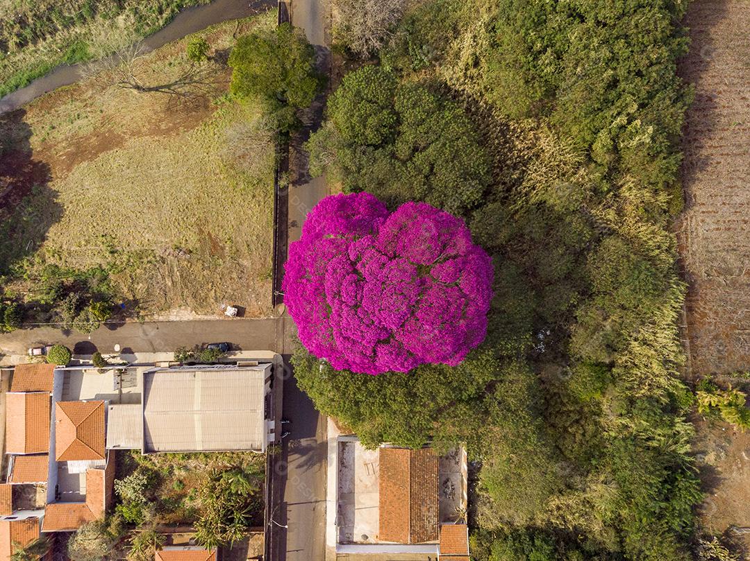 Ipê Roxo Arvores Planta Vista Aerea Imagem JPG