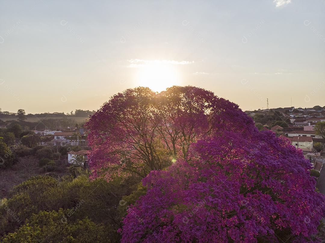 Ipê Roxo Arvores Planta Vista Aerea Imagem JPG