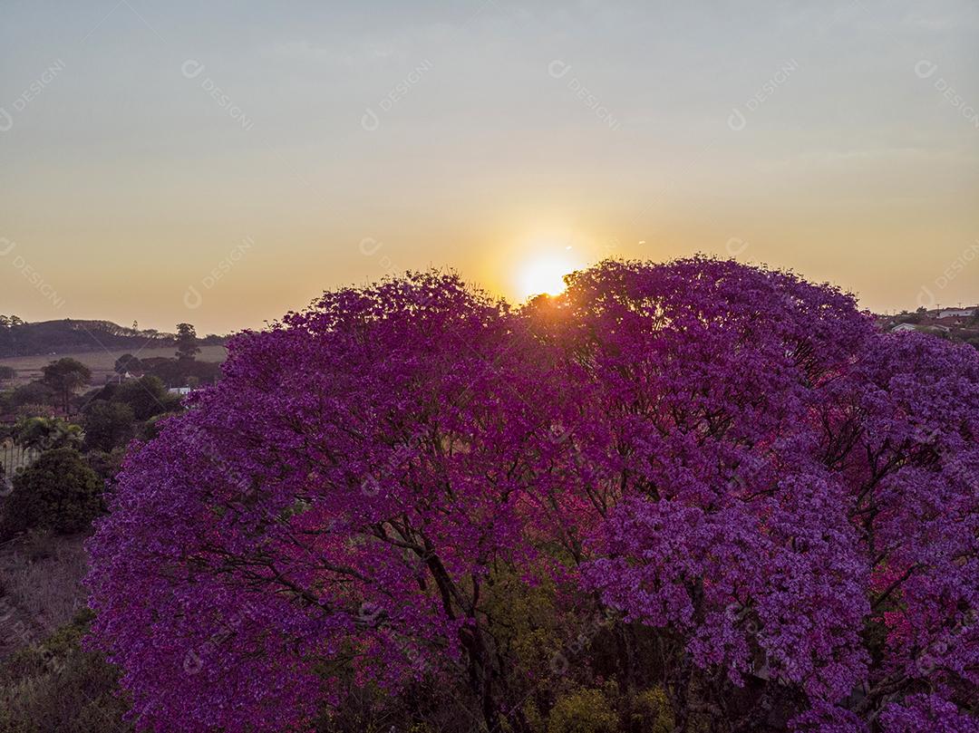 Ipê Roxo Arvores Planta Vista Aerea Imagem JPG