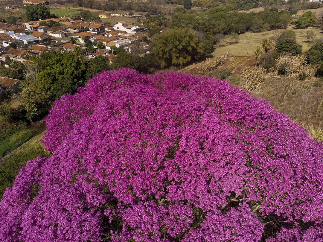 Ipê Roxo Arvores Planta Vista Aerea Imagem JPG