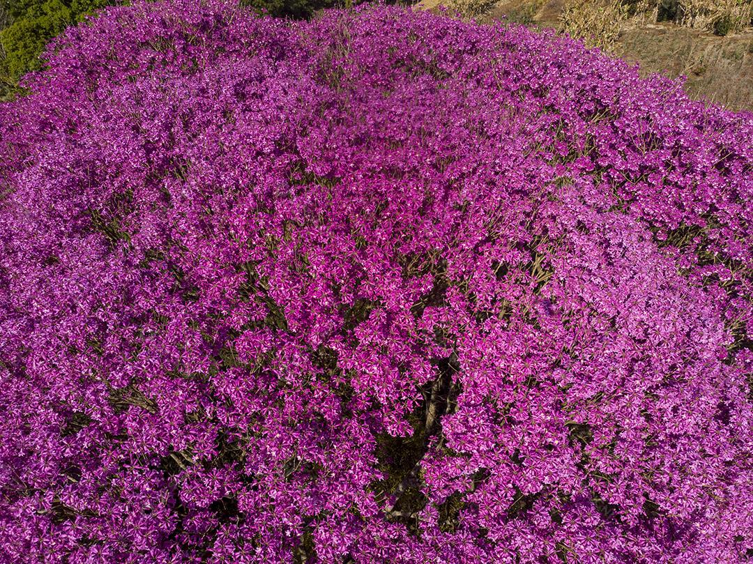 Ipê Roxo Arvores Planta Vista Aerea Imagem JPG
