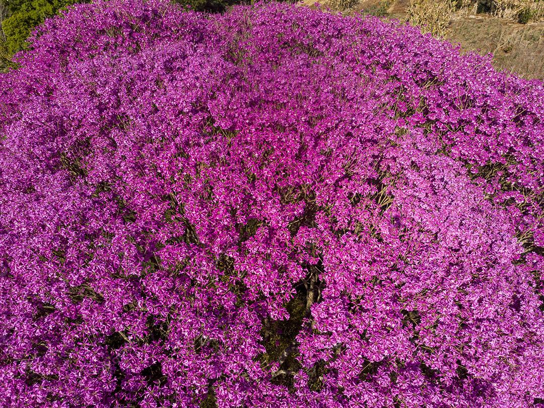 Ipê Roxo Arvores Planta Vista Aerea Imagem JPG