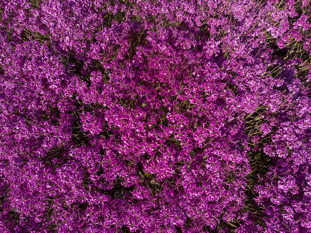 Ipê Roxo Arvores Planta Vista Aerea Imagem JPG