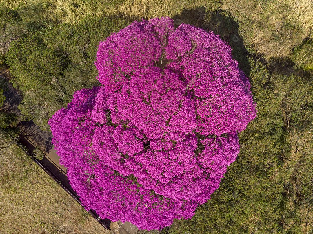 Ipê Roxo Arvores Planta Vista Aerea Imagem JPG