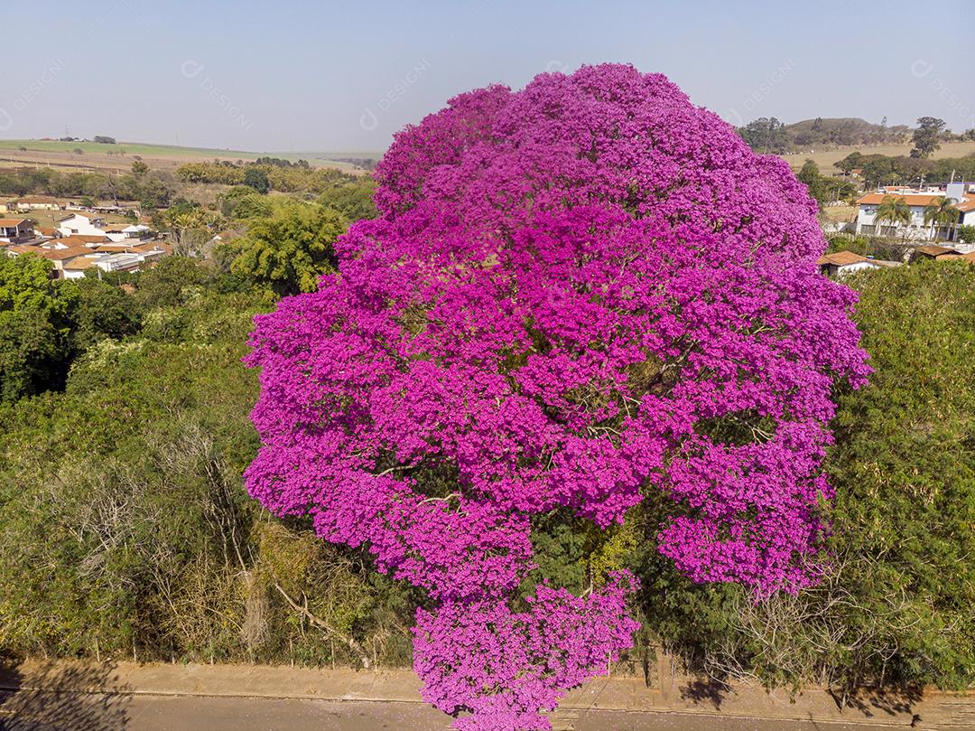 Ipê Roxo Arvores Planta Vista Aerea Imagem JPG