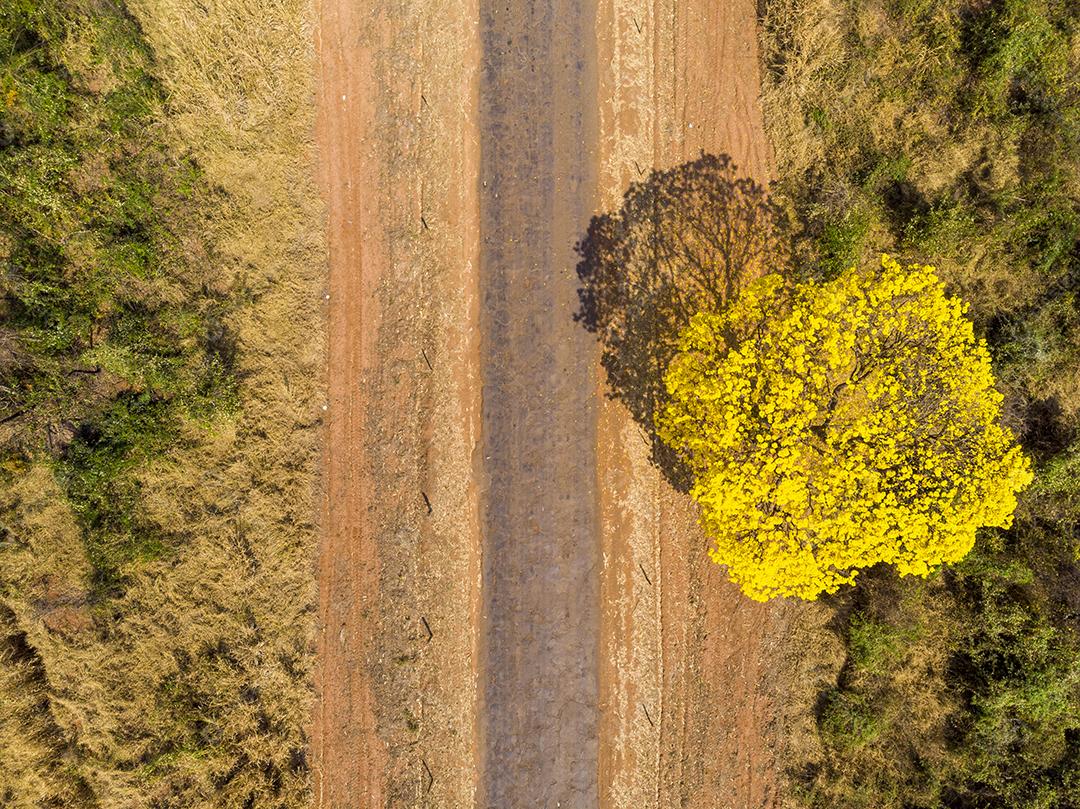 Ipê amarelo arvore estrada deserta Imagem JPG