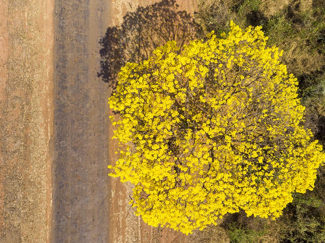 Ipê amarelo arvore estrada deserta Imagem JPG