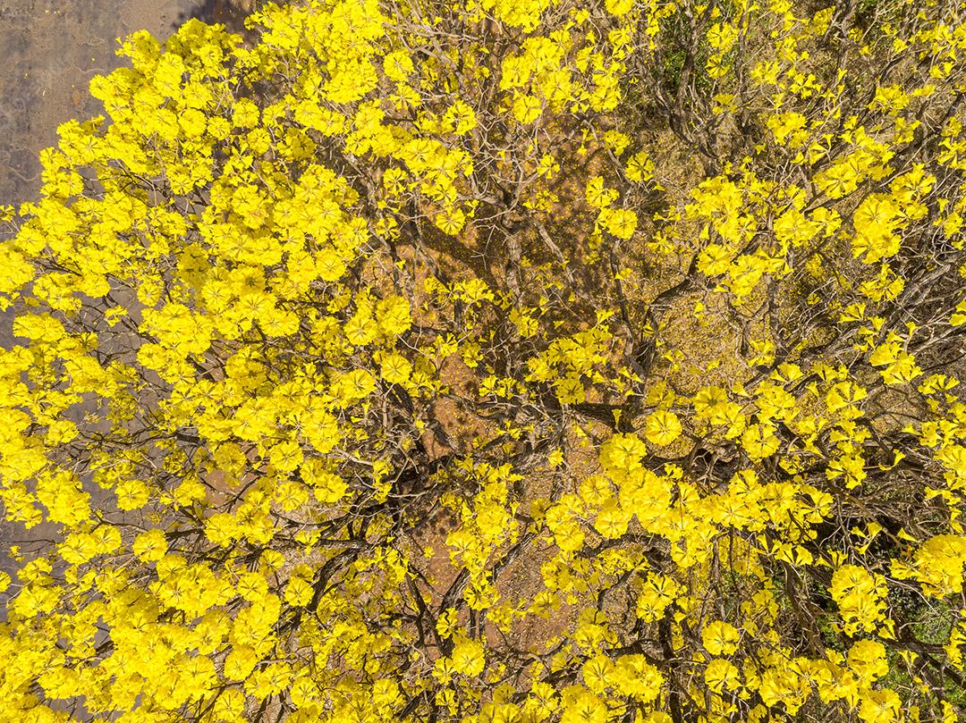 Ipê amarelo arvore estrada deserta Imagem JPG