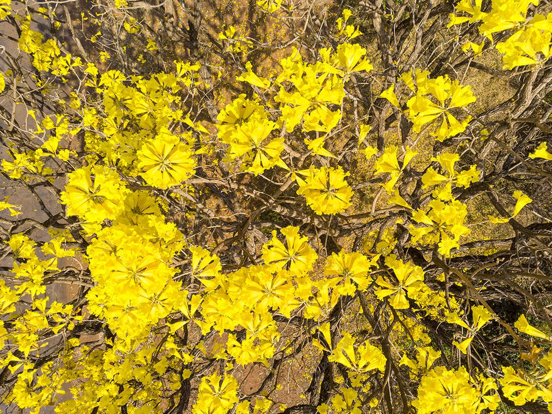 Ipê amarelo arvore estrada deserta Imagem JPG