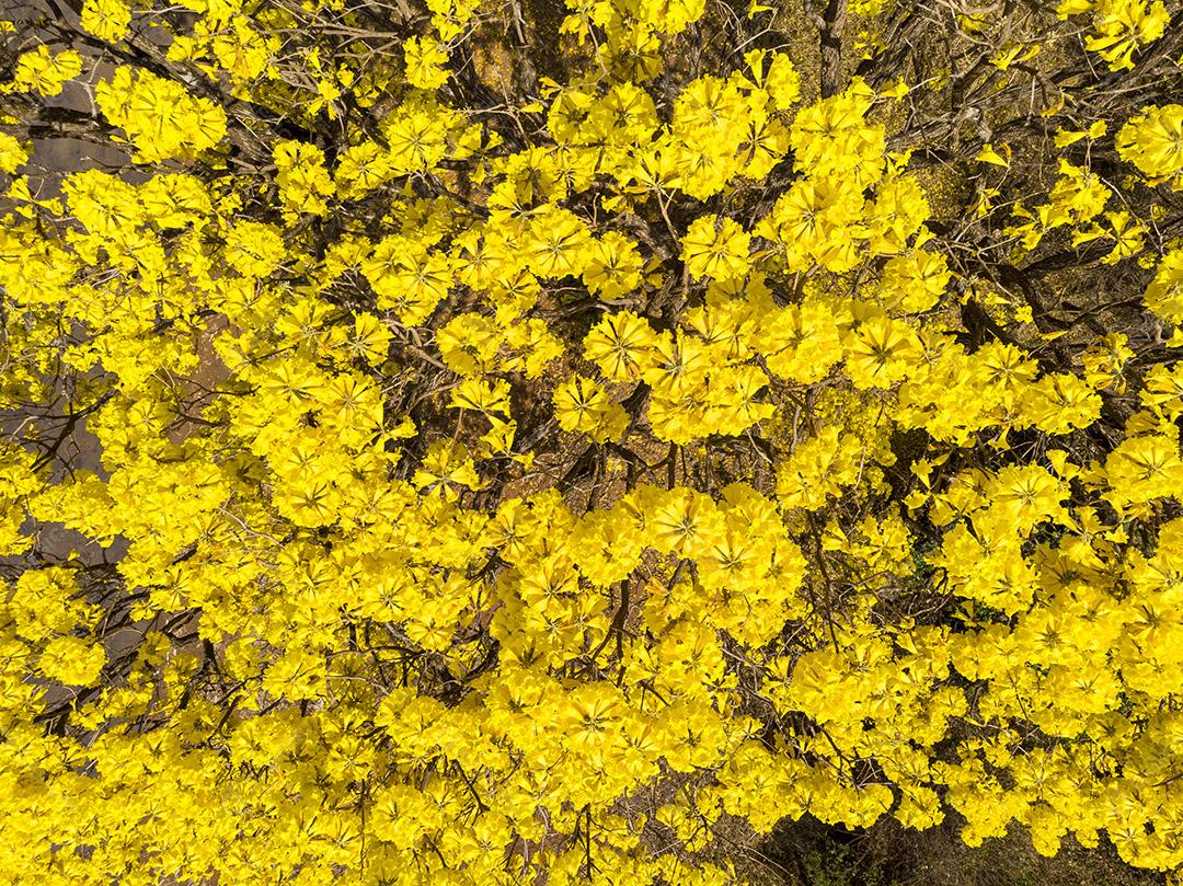 Ipê amarelo arvore estrada deserta Imagem JPG