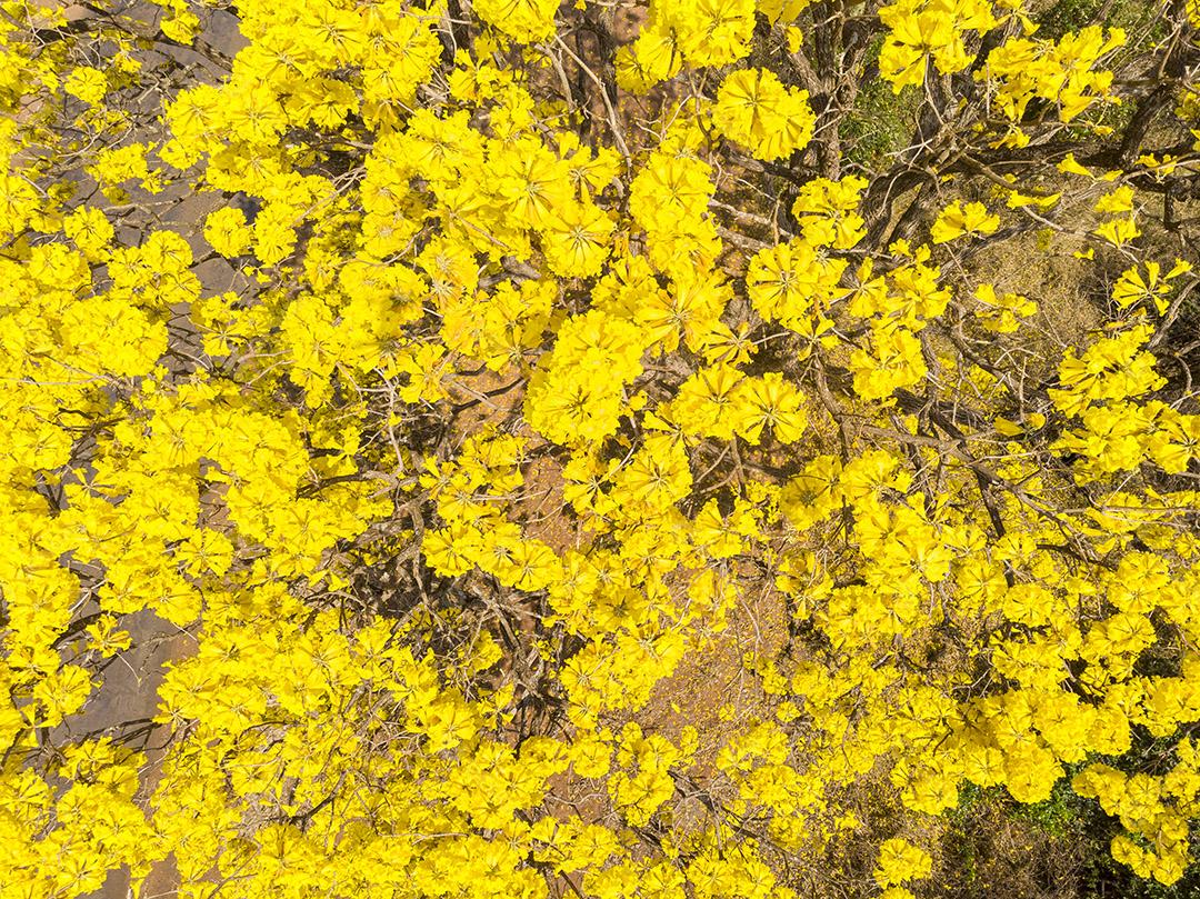 Ipê amarelo arvore estrada deserta Imagem JPG