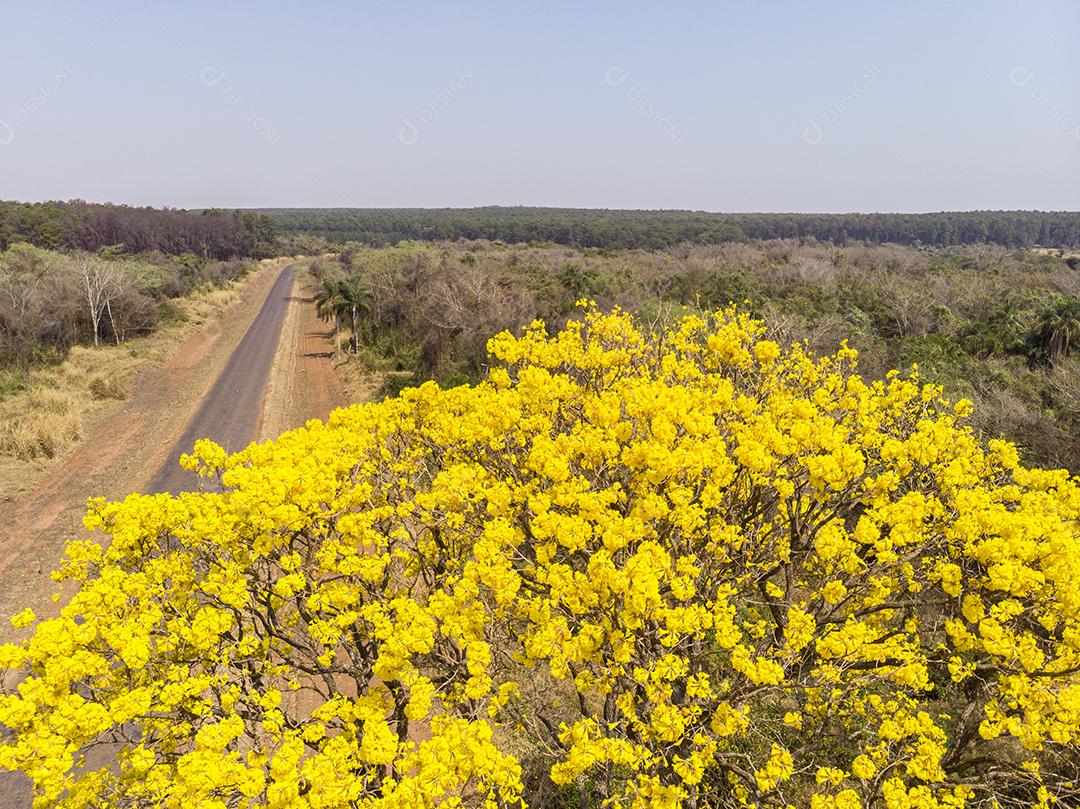 Ipê amarelo arvore estrada deserta Imagem JPG