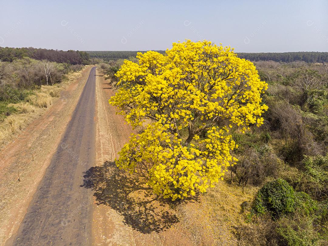 Ipê amarelo arvore estrada deserta Imagem JPG